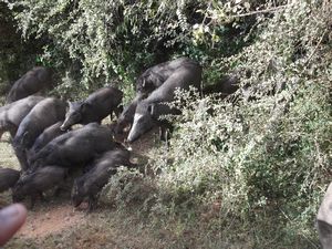 wild boars on the way to Sithul pawwa