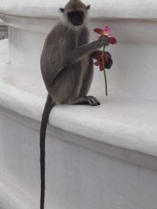 That water lily must be tasty bcz that monkey ate more than 4 flowers