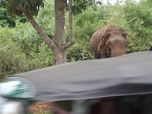 feeding the elephants 06