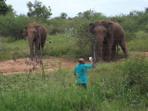 feeding the elephants 08