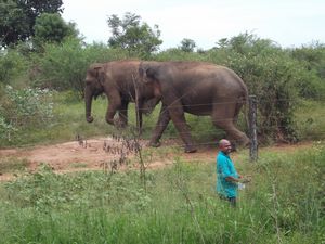 feeding the elephants 09
