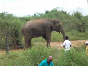 feeding the elephants 11