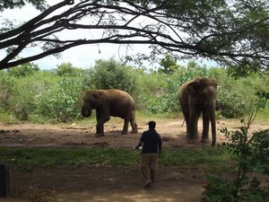 feeding the elephants 15