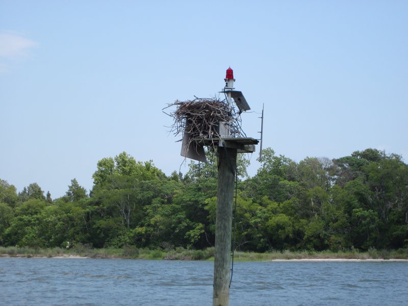 An osprey's nest