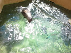 Seal doing tricks at the Woods Hole aquarium