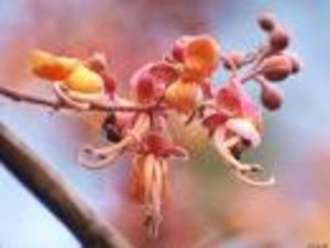 April Burmese Pink Cassia