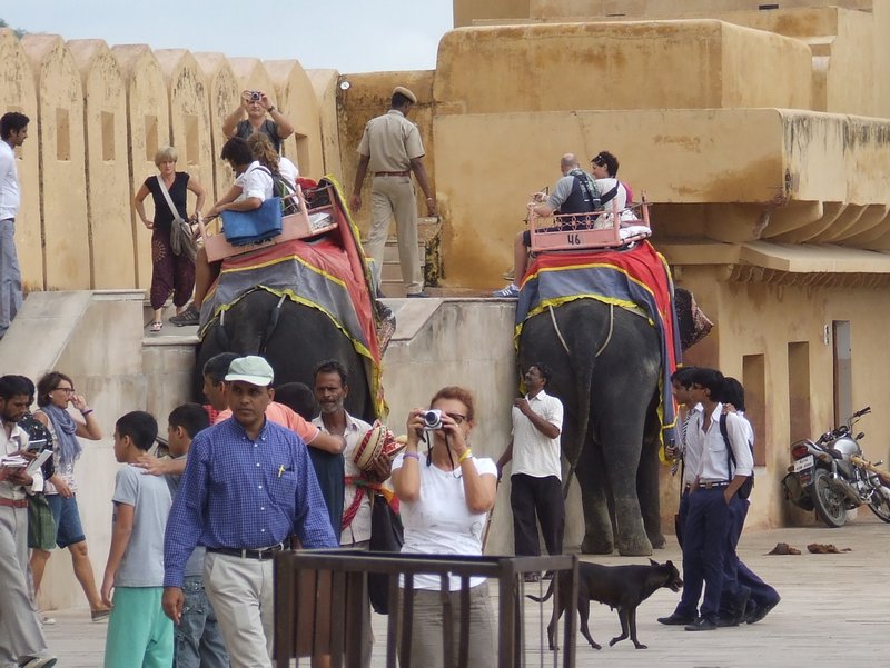 Elephant rides to palace