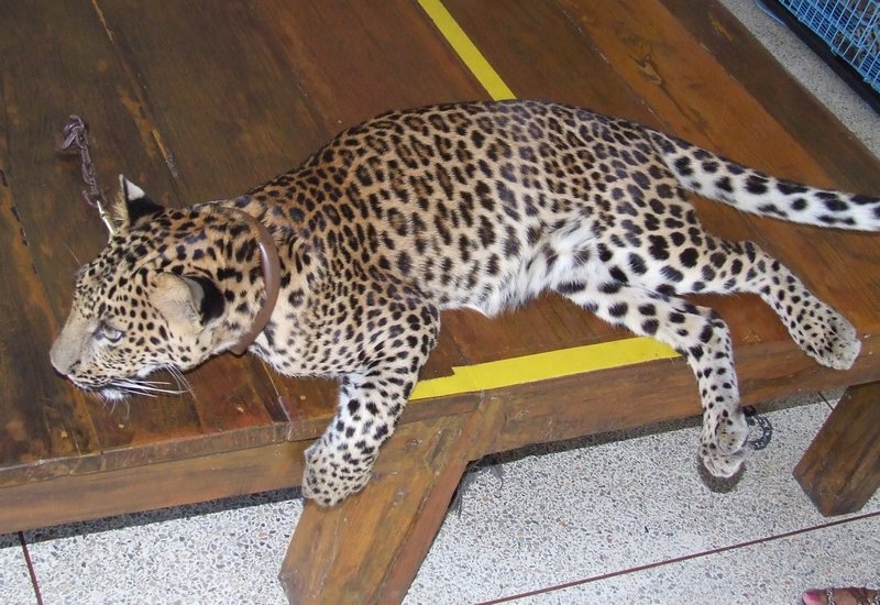 A tethered leopard cub...