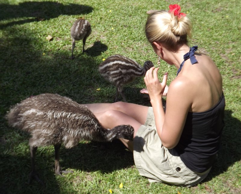 Feeding in baby Emu's