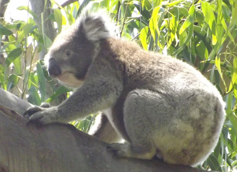 A wild koala, just off Great Ocean Road