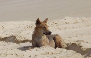 Wild dingo chillin' on Fraser Island