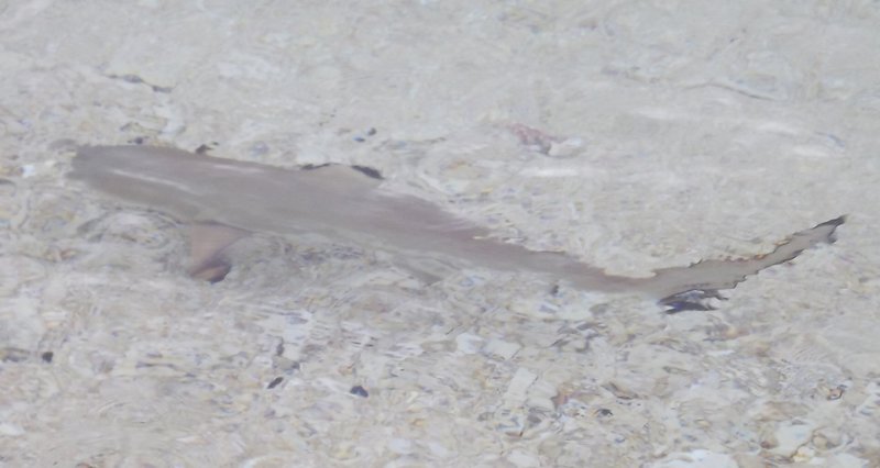 A wee shark in the shallows off South Sea Island