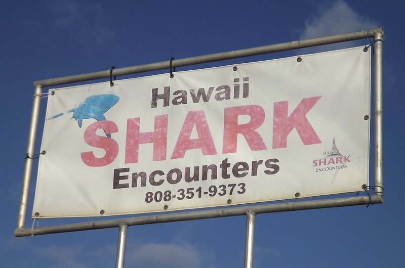 Our shark boat company