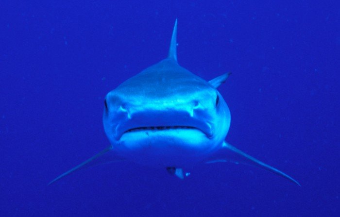 A Galapagos shark. Not scary at all!!