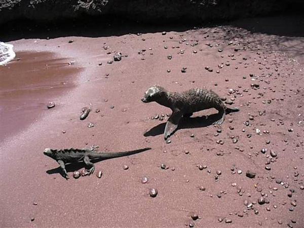 Sealion chasing Iguana