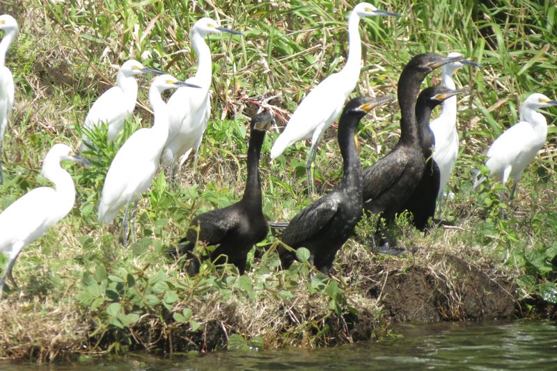 Egert birds on Arenal Lake