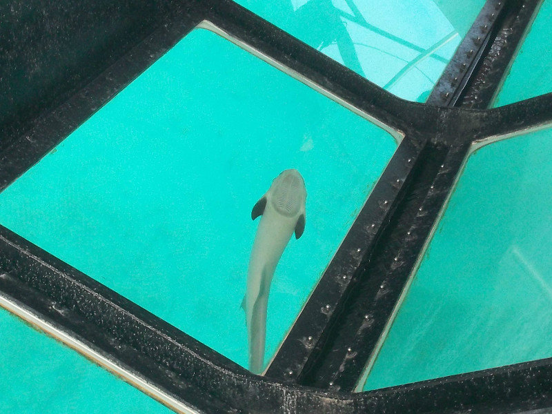 This fish stuck to the bottom of our glass bottom boat