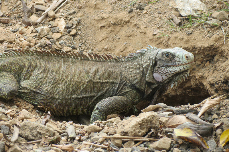 Female Iguana digging a hole to lay her eggs