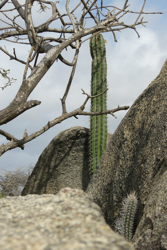 Ayo Rock Formations - cactus growing out of the rock formations