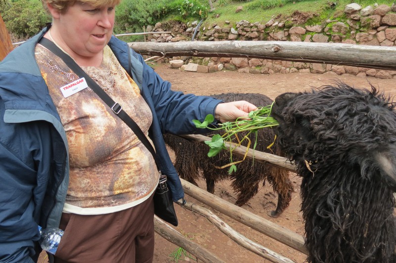 Awanakancha Living Museum - Cindy feeding Alpaca Suri