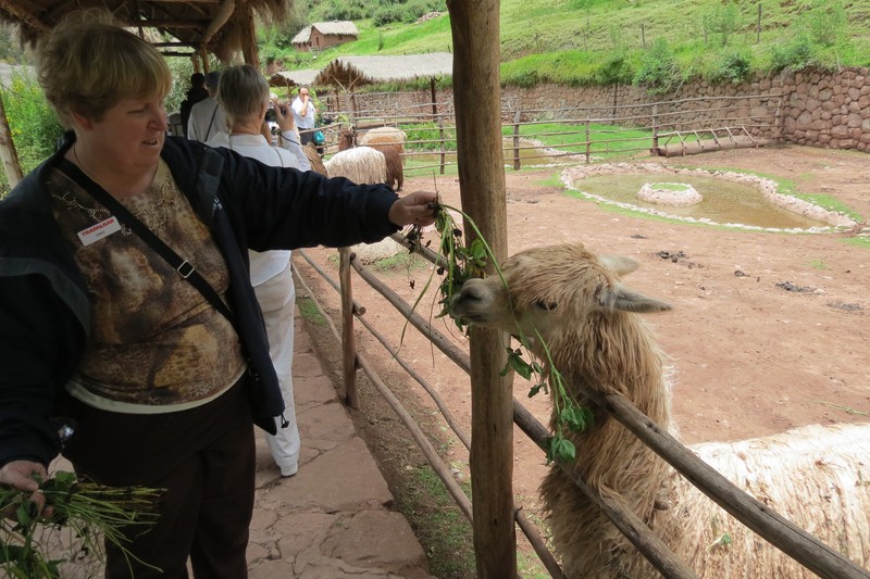 Awanakancha Living Museum - Cindy feeding Llama