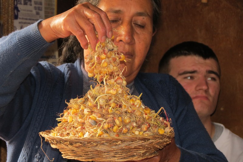 Corn used for making Chica