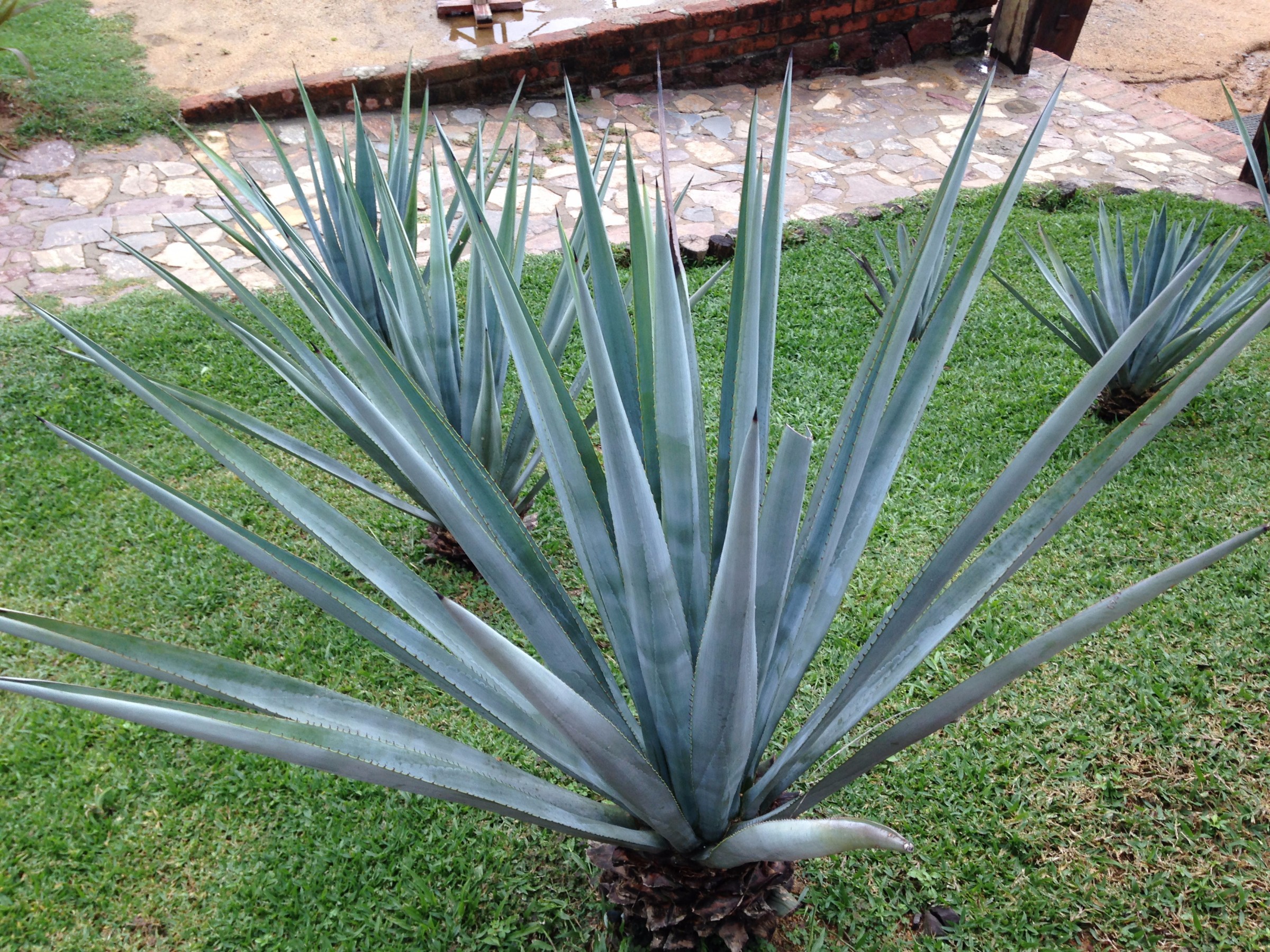 plant-used-to-make-tequila-canopy-river-photo