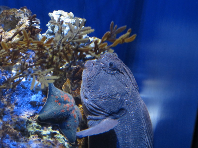 Inside the Singapore Aquarium - Sentosa Island