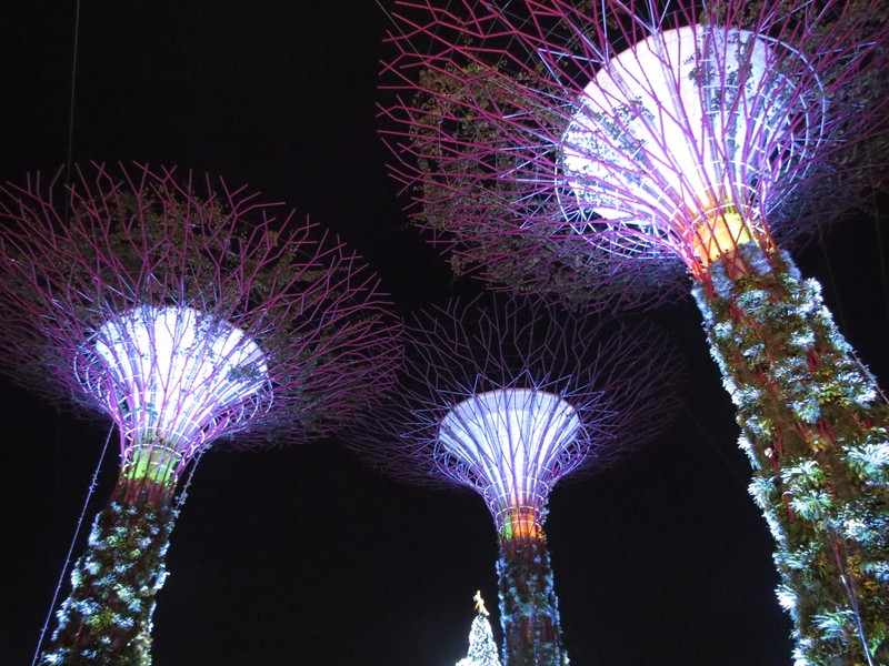 Super trees grove -  Garden by the Bay