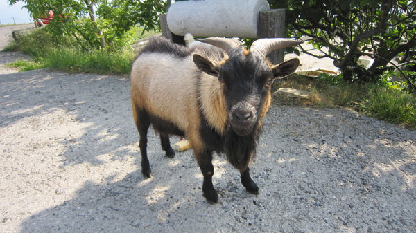 Albergue Santa Klara. Billy the Goat.