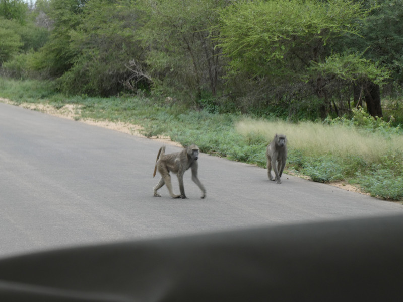 Baboons on the move