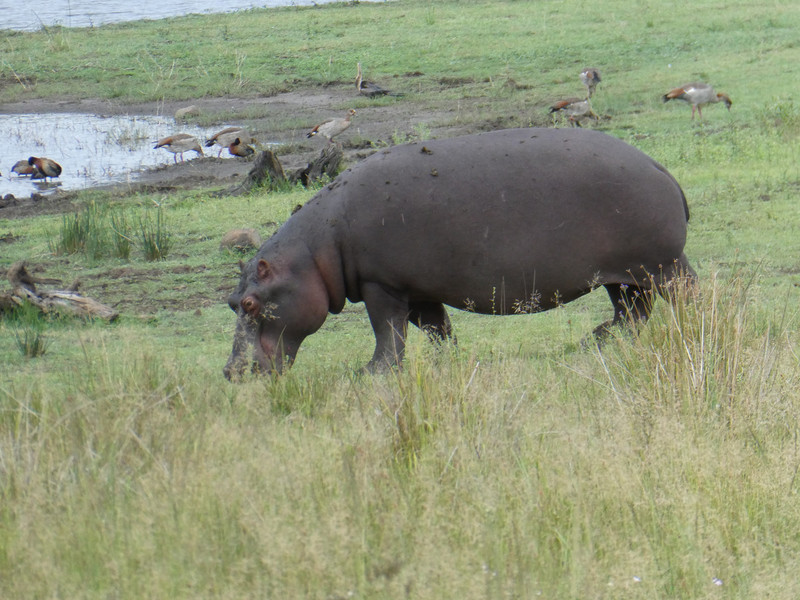 Big HippoD!