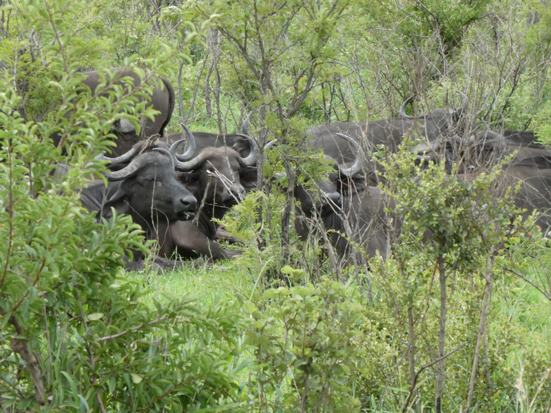 Buffalo herd in Kruger