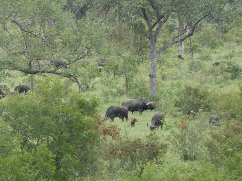 Buffalo in Kruger