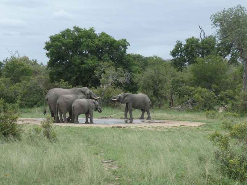 Elephants at water hole - Kruger