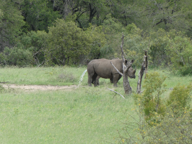Even rhinos have to pee!