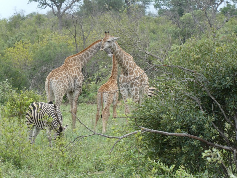 Giraffes at Kruger