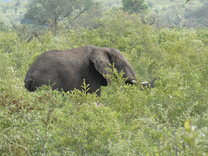 Our first elephant sighting in Kruger