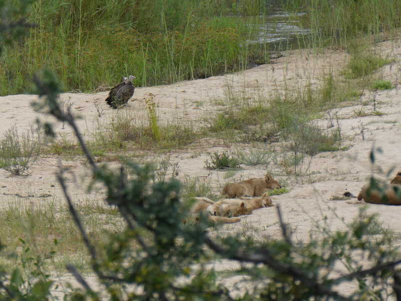 Spot the vulture as well as the lion cubs sleeping in the sun