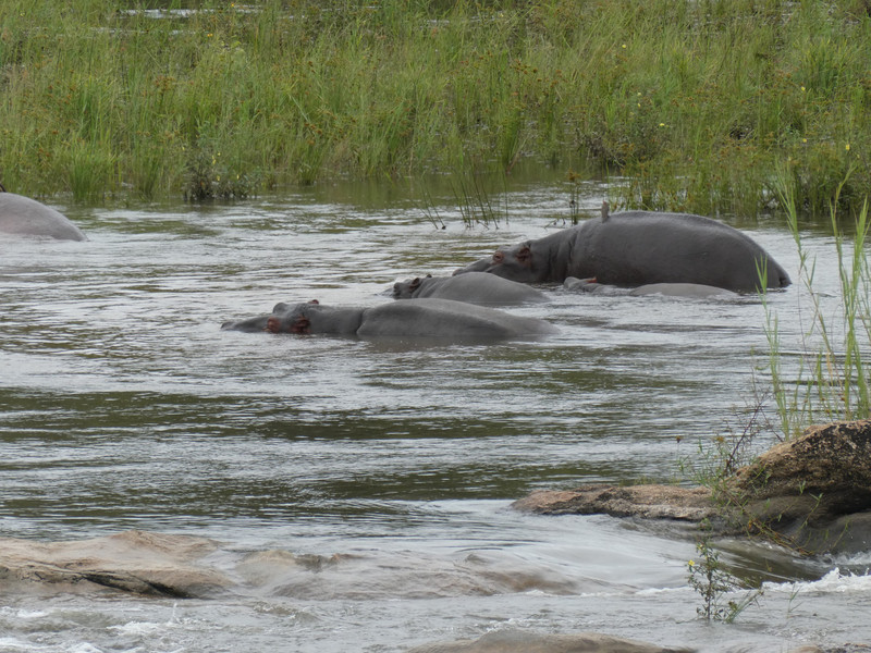 Yep - thats a bunch of hippos in the Sarbi River