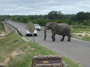 Give way to this big male elephant