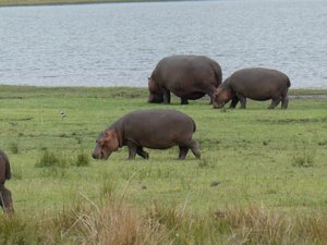 Hippo Herd Pilaansberg National Park Sun City
