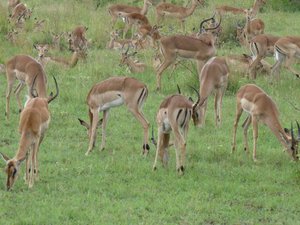 Impala herd - Kruger (called the coachroaches of the park)
