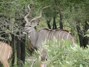 Kudu - with his aweswome horns