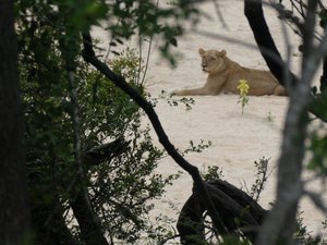 Lioness guarding the cubs on the river bank