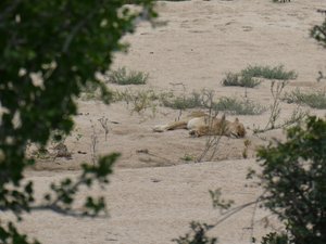 Lioness sleeping while the other lioness guards the  cubs
