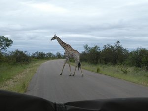 Look out for the giraffe crossing the road