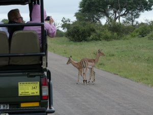 Look out Impala - Kruger