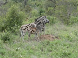 Love this family of  Zebras - Kruger