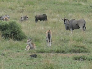 Rare sighting of Elan (top right) buffalo at back and zebra